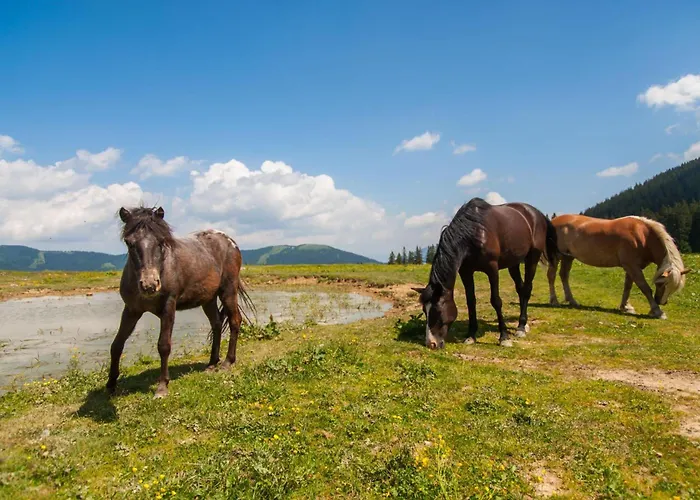 Raspberry Pool&wellness - Happy Vransko